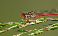 Small Red Damsel (Ceriagrion Tenellum)